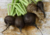 Raiz de rabanete Ulisses com folhas verdes e fatias brancas ao lado, sementes de rabanete preto, semente de rabanete ulisses, onde comprar semente de rabanete preto, onde comprar semente de rabanete Ulisses