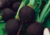 Raiz de rabanete Ulisses com folhas verdes e fatias brancas ao lado, sementes de rabanete preto, semente de rabanete ulisses, onde comprar semente de rabanete preto, onde comprar semente de rabanete Ulisses