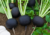 Raiz de rabanete Ulisses com folhas verdes e fatias brancas ao lado, sementes de rabanete preto, semente de rabanete ulisses, onde comprar semente de rabanete preto, onde comprar semente de rabanete Ulisses