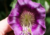 Comprar sementes de flor, semente de flores exóticas, sementes em promoção, semente de Sino de Catedral, sementes para presente, plantar sementes de sino de catedral no jardim, plantar sementes de sino de catedral no vaso