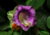 Comprar sementes de flor, semente de flores exóticas, sementes em promoção, semente de Sino de Catedral, sementes para presente, plantar sementes de sino de catedral no jardim, plantar sementes de sino de catedral no vaso