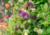 Comprar sementes de flor, semente de flores exóticas, sementes em promoção, semente de Sino de Catedral, sementes para presente, plantar sementes de sino de catedral no jardim, plantar sementes de sino de catedral no vaso