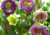 Comprar sementes de flor, semente de flores exóticas, sementes em promoção, semente de Sino de Catedral, sementes para presente, plantar sementes de sino de catedral no jardim, plantar sementes de sino de catedral no vaso