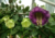 Comprar sementes de flor, semente de flores exóticas, sementes em promoção, semente de Sino de Catedral, sementes para presente, plantar sementes de sino de catedral no jardim, plantar sementes de sino de catedral no vaso
