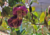 Comprar sementes de flor, semente de flores exóticas, sementes em promoção, semente de Sino de Catedral, sementes para presente, plantar sementes de sino de catedral no jardim, plantar sementes de sino de catedral no vaso