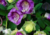 Comprar sementes de flor, semente de flores exóticas, sementes em promoção, semente de Sino de Catedral, sementes para presente, plantar sementes de sino de catedral no jardim, plantar sementes de sino de catedral no vaso