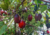 semente de tomate de árvore, comprar sementes de tomate de árvore, semente de tamarillo, sementes de tomate japonês, comprar sementes de tamarilho, onde comprar sementes de tamarilho, onde comprar sementes de tamarillo, sementes de tamarilo