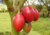 semente de tomate de árvore, comprar sementes de tomate de árvore, semente de tamarillo, sementes de tomate japonês, comprar sementes de tamarilho, onde comprar sementes de tamarilho, onde comprar sementes de tamarillo, sementes de tamarilo
