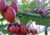 semente de tomate de árvore, comprar sementes de tomate de árvore, semente de tamarillo, sementes de tomate japonês, comprar sementes de tamarilho, onde comprar sementes de tamarilho, onde comprar sementes de tamarillo, sementes de tamarilo