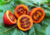 semente de tomate de árvore, comprar sementes de tomate de árvore, semente de tamarillo, sementes de tomate japonês, comprar sementes de tamarilho, onde comprar sementes de tamarilho, onde comprar sementes de tamarillo, sementes de tamarilo