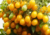 Tomate cereja amarelo, comprar sementes de tomate cereja, comprar sementes de tomate cereja amarelo, onde comprar semente de tomate cereja amarelo, semente de tomate amarelo é no Armazém da Roça