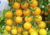 Tomate cereja amarelo, comprar sementes de tomate cereja, comprar sementes de tomate cereja amarelo, onde comprar semente de tomate cereja amarelo, semente de tomate amarelo é no Armazém da Roça
