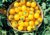 Tomate cereja amarelo, comprar sementes de tomate cereja, comprar sementes de tomate cereja amarelo, onde comprar semente de tomate cereja amarelo, semente de tomate amarelo é no Armazém da Roça