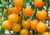 Tomate cereja amarelo, comprar sementes de tomate cereja, comprar sementes de tomate cereja amarelo, onde comprar semente de tomate cereja amarelo, semente de tomate amarelo é no Armazém da Roça