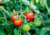 Comprar sementes de tomate em promoção, comprar semente de tomate, comprar semente de tomate diferente,  plantar sementes de tomates, plantar sementes de tomate no vaso, plantar tomate na horta, plantar sementes de tomate no quintal, comprar sementes de t