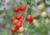 Comprar sementes de tomate em promoção, comprar semente de tomate, comprar semente de tomate diferente,  plantar sementes de tomates, plantar sementes de tomate no vaso, plantar tomate na horta, plantar sementes de tomate no quintal, comprar sementes de t
