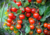 Comprar sementes de tomate em promoção, comprar semente de tomate, comprar semente de tomate diferente,  plantar sementes de tomates, plantar sementes de tomate no vaso, plantar tomate na horta, plantar sementes de tomate no quintal, comprar sementes de t
