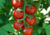 comprar sementes de tomate coquetel, comprar sementes de tomatinho coquetel, semente de tomatinhos, semente de tomatinho doce, semente de tomatinho de cacho, comprar sementes de tomatinho doce