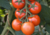 comprar sementes de tomate coquetel, comprar sementes de tomatinho coquetel, semente de tomatinhos, semente de tomatinho doce, semente de tomatinho de cacho, comprar sementes de tomatinho doce