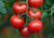comprar sementes de tomate coquetel, comprar sementes de tomatinho coquetel, semente de tomatinhos, semente de tomatinho doce, semente de tomatinho de cacho, comprar sementes de tomatinho doce