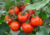 comprar sementes de tomate coquetel, comprar sementes de tomatinho coquetel, semente de tomatinhos, semente de tomatinho doce, semente de tomatinho de cacho, comprar sementes de tomatinho doce