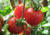 comprar sementes de tomate coquetel, comprar sementes de tomatinho coquetel, semente de tomatinhos, semente de tomatinho doce, semente de tomatinho de cacho, comprar sementes de tomatinho doce