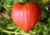 Comprar sementes de tomate em promoção, comprar semente de tomate, comprar semente de tomate diferente,  plantar sementes de tomates, plantar sementes de tomate no vaso, plantar tomate na horta, plantar sementes de tomate no quintal, comprar sementes de t