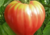 Comprar sementes de tomate em promoção, comprar semente de tomate, comprar semente de tomate diferente,  plantar sementes de tomates, plantar sementes de tomate no vaso, plantar tomate na horta, plantar sementes de tomate no quintal, comprar sementes de t