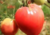 Comprar sementes de tomate em promoção, comprar semente de tomate, comprar semente de tomate diferente,  plantar sementes de tomates, plantar sementes de tomate no vaso, plantar tomate na horta, plantar sementes de tomate no quintal, comprar sementes de t