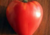 Comprar sementes de tomate em promoção, comprar semente de tomate, comprar semente de tomate diferente,  plantar sementes de tomates, plantar sementes de tomate no vaso, plantar tomate na horta, plantar sementes de tomate no quintal, comprar sementes de t