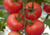 comprar sementes de tomate holandês, semente de tomate adocicado, semente de tomate gourmet, sementes de tomate de salada, comprar sementes de tomate para salada, comprar sementes de tomate exótico, comprar sementes de tomates, semente de tomate holandês