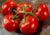 comprar sementes de tomate holandês, semente de tomate adocicado, semente de tomate gourmet, sementes de tomate de salada, comprar sementes de tomate para salada, comprar sementes de tomate exótico, comprar sementes de tomates, semente de tomate holandês