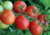comprar sementes de tomate holandês, semente de tomate adocicado, semente de tomate gourmet, sementes de tomate de salada, comprar sementes de tomate para salada, comprar sementes de tomate exótico, comprar sementes de tomates, semente de tomate holandês