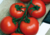 comprar sementes de tomate holandês, semente de tomate adocicado, semente de tomate gourmet, sementes de tomate de salada, comprar sementes de tomate para salada, comprar sementes de tomate exótico, comprar sementes de tomates, semente de tomate holandês
