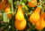 Semente de tomate pera laranja, onde comprar sementes de tomate pera laranja, semente de tomate pera, comprar sementes de tomate pera, tomate pera laranja, tomate pera, sementes de tomatinho pera laranja