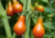 Semente de tomate pera laranja, onde comprar sementes de tomate pera laranja, semente de tomate pera, comprar sementes de tomate pera, tomate pera laranja, tomate pera, sementes de tomatinho pera laranja