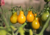 Semente de tomate pera laranja, onde comprar sementes de tomate pera laranja, semente de tomate pera, comprar sementes de tomate pera, tomate pera laranja, tomate pera, sementes de tomatinho pera laranja