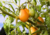 Semente de tomate pera laranja, onde comprar sementes de tomate pera laranja, semente de tomate pera, comprar sementes de tomate pera, tomate pera laranja, tomate pera, sementes de tomatinho pera laranja