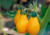 Semente de tomate pera laranja, onde comprar sementes de tomate pera laranja, semente de tomate pera, comprar sementes de tomate pera, tomate pera laranja, tomate pera, sementes de tomatinho pera laranja
