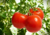 Comprar sementes de tomate em promoção, comprar semente de tomate, comprar semente de tomate diferente,  plantar sementes de tomates, plantar sementes de tomate no vaso, plantar tomate na horta, plantar sementes de tomate no quintal, comprar sementes de t
