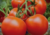 Comprar sementes de tomate em promoção, comprar semente de tomate, comprar semente de tomate diferente,  plantar sementes de tomates, plantar sementes de tomate no vaso, plantar tomate na horta, plantar sementes de tomate no quintal, comprar sementes de t