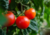 Comprar sementes de tomate em promoção, comprar semente de tomate, comprar semente de tomate diferente,  plantar sementes de tomates, plantar sementes de tomate no vaso, plantar tomate na horta, plantar sementes de tomate no quintal, comprar sementes de t
