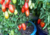 semente de tomate saladete, semente de tomate italiano roma, semente de tomate italiano roma, semente de tomate roma, sementes de tomate de salada, semente de tomate para molho, semente de tomate doce, sementes de tomate italiano
