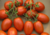 semente de tomate saladete, semente de tomate italiano roma, semente de tomate italiano roma, semente de tomate roma, sementes de tomate de salada, semente de tomate para molho, semente de tomate doce, sementes de tomate italiano