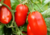 semente de tomate saladete, semente de tomate italiano roma, semente de tomate italiano roma, semente de tomate roma, sementes de tomate de salada, semente de tomate para molho, semente de tomate doce, sementes de tomate italiano