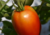 semente de tomate saladete, semente de tomate italiano roma, semente de tomate italiano roma, semente de tomate roma, sementes de tomate de salada, semente de tomate para molho, semente de tomate doce, sementes de tomate italiano