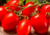 semente de tomate saladete, semente de tomate italiano roma, semente de tomate italiano roma, semente de tomate roma, sementes de tomate de salada, semente de tomate para molho, semente de tomate doce, sementes de tomate italiano