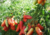 Comprar sementes de tomate em promoção, comprar semente de tomate, comprar semente de tomate diferente,  plantar sementes de tomates, plantar sementes de tomate no vaso, plantar tomate na horta, plantar sementes de tomate no quintal, comprar sementes de t
