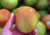 semente de tomate gigante, semente de tomate santa cruz kada gigante, comprar sementes de tomate santa cruz gigante, sementes de tomates grandes, onde comprar sementes de tomates gigantes, sementes de tomates exóticos, comprar sementes de tomates gigantes
