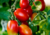 semente de tomatinho, semente de tomate sweet grape, semente de tomate uva, comprar sementes de tomatinho sweet grape, comprar sementes de tomatinho doce, comprar sementes de tomatinho de cacho, sementes de tomates gourmet, sementes exóticas